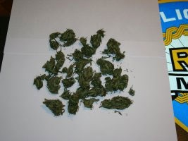 Slika A1_WEB_ILUSTRACIJE/DROGA/marihuana13.jpg