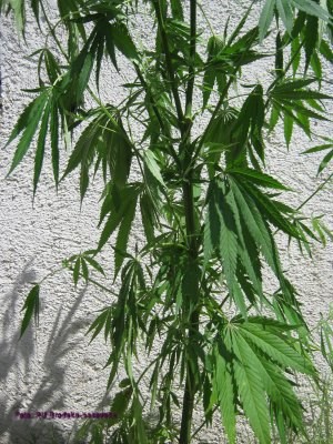 Slika PU_BP/IMG_2441-kanabis.jpg