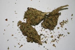 Slika PU_LS/FOTKE%20ZA%20VIJESTI/marihuana-2.jpg