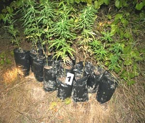 Slika fotke_ilustracije/droga_marihuana__tegle_2.jpg
