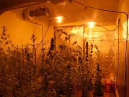 Slika topvijesti/2013/Svibanj/Marihuana_Pu_zadarska.jpg
