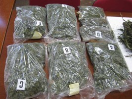 Slika topvijesti/2013/listopad/droga_cannabis_00.jpg