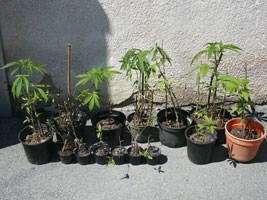 Slika topvijesti/2013/rujan/konoplja.jpg