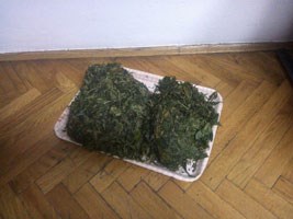 Slika topvijesti/2013/rujan/trava1.jpg