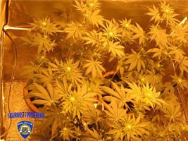 Slika topvijesti/2014/lipanj/istra_marihuana_00.jpg