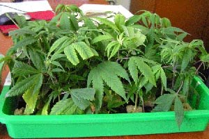 Slika topvijesti/godina2010/veljaca/marihuana01.jpg