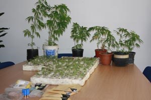 Slika topvijesti/godina_2009/svibanj/virovitica_marihuana.jpg