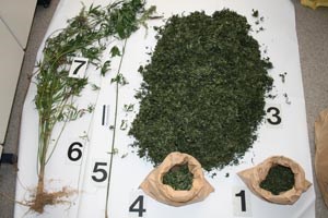 Slika topvijesti/kolovoz08/marihuana_20_8.jpg