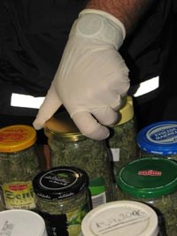 Slika topvijesti/studeni08/bjelovar_marihuana.jpg